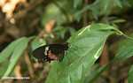 Heliconius butterly