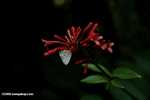 White butterfly feeding on tubular red flowers [belize_8469]