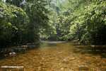 Roaring creek in Belize [belize_8471]