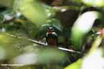 Rufous-tailed Jacamar (Galbula ruficauda) [belize_8522]