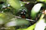 Rufous-tailed Jacamar (Galbula ruficauda) [belize_8524]