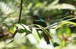 Rufous-tailed Jacamar (Galbula ruficauda) [belize_8529]