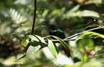 Rufous-tailed Jacamar (Galbula ruficauda) [belize_8530]