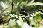 Rufous-tailed Jacamar (Galbula ruficauda) [belize_8532]
