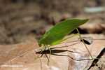 Green leaf katydid