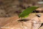 Green leaf katydid [belize_8551]