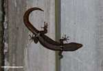 Unknown gecko