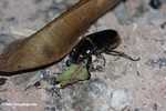 Forest beetle [belize_8587]