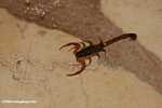 Scorpion [belize_8601]
