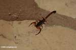 Scorpion [belize_8602]