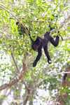 Young Howler Monkey hanging in a tree