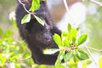 Black Howler Monkey (Alouatta pigra) [belize_8659]