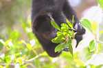Young Black Howler Monkey (Alouatta pigra) eating berries [belize_8660]