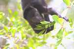 Young Black Howler Monkey (Alouatta pigra) eating berries [belize_8662]