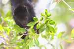 Young Black Howler Monkey (Alouatta pigra) eating berries [belize_8665]