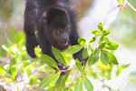 Young Black Howler Monkey (Alouatta pigra) eating berries