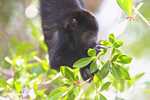 Young Black Howler Monkey (Alouatta pigra) eating berries [belize_8668]