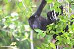Black Howler Monkey (Alouatta pigra) [belize_8689]
