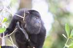 Black Howler Monkey (Alouatta pigra) [belize_8721]