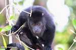 Black Howler Monkey (Alouatta pigra) [belize_8722a]