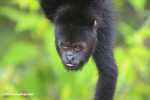 Black Howler Monkey (Alouatta pigra) [belize_8734]