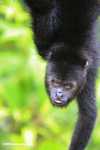 Black Howler Monkey (Alouatta pigra) [belize_8737]