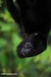 Black Howler Monkey (Alouatta pigra) [belize_8741]