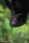 Black Howler Monkey (Alouatta pigra) [belize_8745]