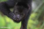 Black Howler Monkey (Alouatta pigra) [belize_8748]