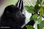 Black Howler Monkey (Alouatta pigra) [belize_8754]