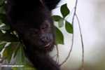 Black Howler Monkey (Alouatta pigra) [belize_8756]