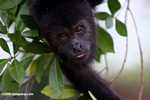 Black Howler Monkey (Alouatta pigra) [belize_8759]