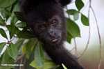 Black Howler Monkey (Alouatta pigra) [belize_8760]