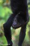 Black Howler Monkey (Alouatta pigra) [belize_8763]