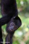 Black Howler Monkey (Alouatta pigra) [belize_8764]