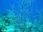 Purple soft coral [belize_uw0040]