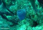Blue sponge and a damselfish