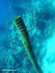 Giant sea sponge