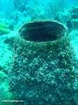 Giant sea sponge [belize_uw0086]