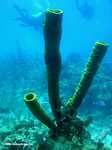Giant sea sponge [belize_uw0087]