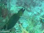 Green moray eel [belize_uw0172]