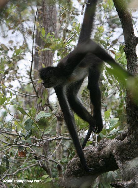 Паук обезьяна висит на дереве