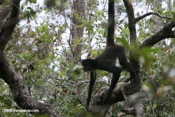 mono araña que cuelgan en un árbol