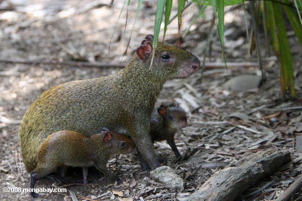 Mother Agouti (Dasyprocta punctata) with babies in Belize. Photo by: Rhett A. Butler.
