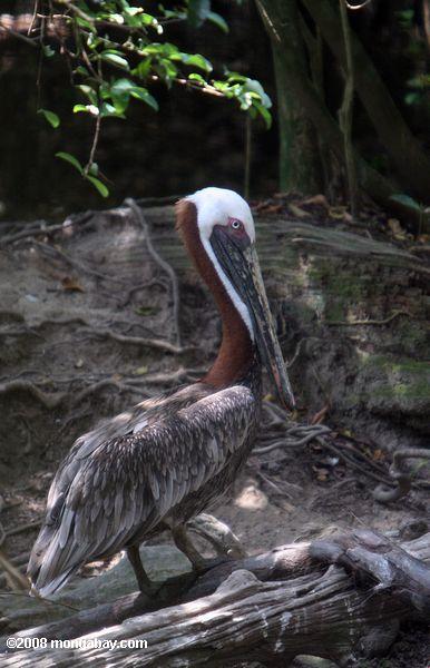 braune Pelikan (pelicanus occidentalis) [lokalen Namen in Belize - pelicano]