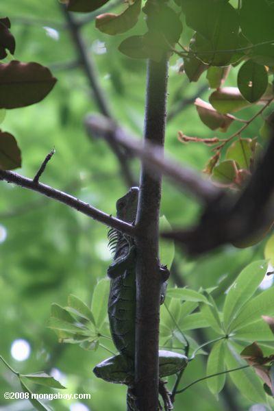 iguana verde en la cubierta forestal