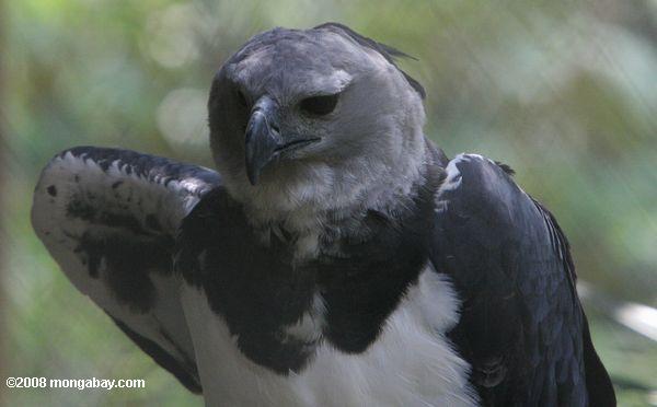 American Harpy Eagle (Harpia harpyja)