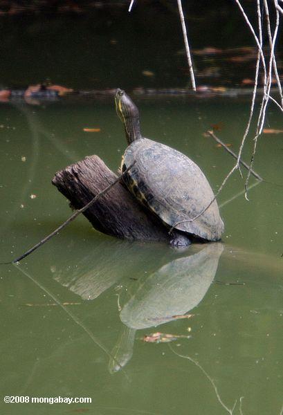 tortugas de agua dulce