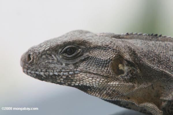 preto iguana (ctenosaura similis)