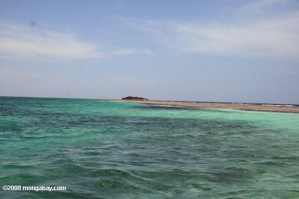Île au large de Blackbird Caye